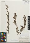 Foto von Salix myrsinifolia Salisb. x Salix phylicifolia L.
